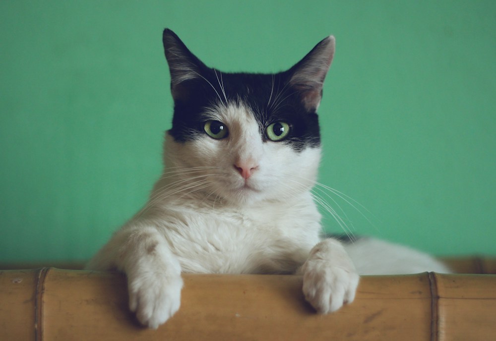 Black-and-white cat peeking over a wooden ledge